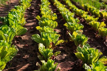 green lettuce plants on field
