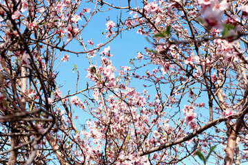 background of spring cherry blossoms tree. selective focus.