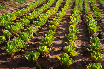 green lettuce plants on field