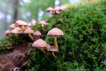 Faserlinge auf moosbedekten Totholz