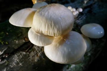 Buchen-Schleimr&uuml;bling auf Todholz in einer Makroaufnahme - Aufsicht