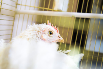 portrait of a chicken
