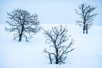bare trees in winter