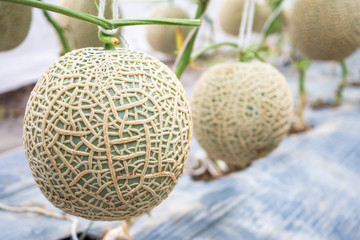Fresh green Japanese cantaloupe melons plants growing in organic greenhouse garden