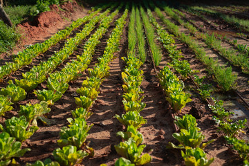 Fototapeta na wymiar green lettuce plants on field