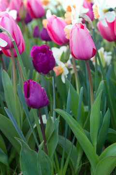 multicolored tulips at the gardgen