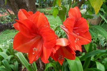 hibiscus red flower Rote Hibiskusblüten