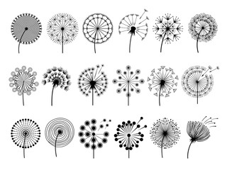 Dandelion silhouettes. Herbal illustrations flowers decoration concept vector botany illustrations. Black silhouette of summer flower dandelion