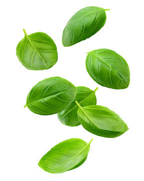 Falling basil, isolated on white background, clipping path, full depth of field