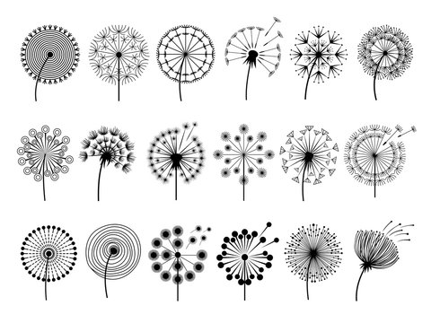 Dandelion silhouettes. Herbal illustrations flowers decoration concept vector botany illustrations. Black silhouette of summer flower dandelion