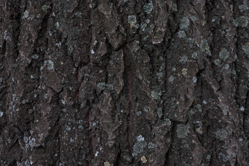 Tree bark texture. Dark tree bark with moss, texture. Wood texture background. Natural backdrop. Spring season.