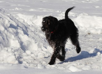 schwarzer Hund im Schnee