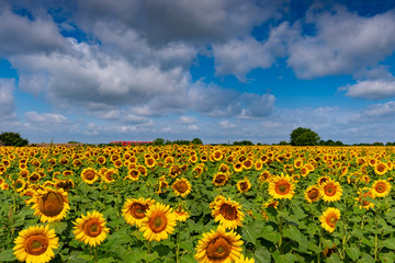 Vibrant sunflowers in the field in a sunny day in summer