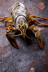 Crayfish Raw,Baby lobster.Background Seafood.Diet Nutrition Concept. Copy space for Text.