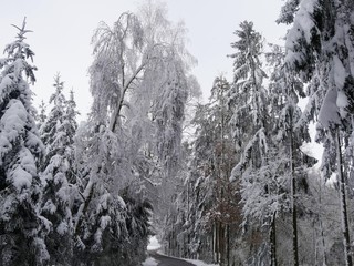 Winterwald