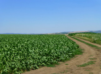 Fototapeta na wymiar Photo of a dirt path next to a large green field