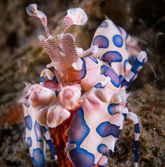 Harlequin Shrimp underwater, Ambon, Indonesia