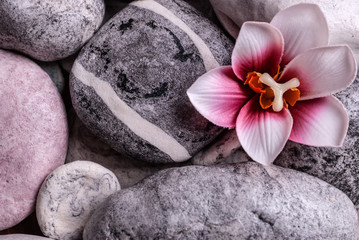 Obraz na płótnie Canvas Spa still life with Orchid bud and zen stones