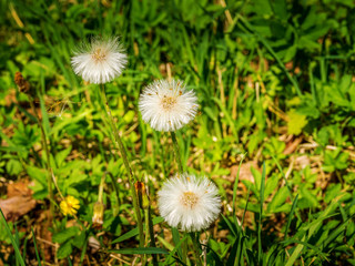 white dandelion on green grass background