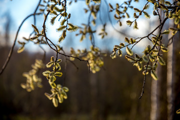 Nature background with pussy willow branches.