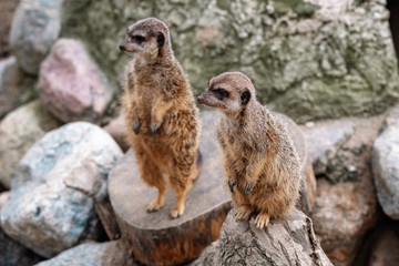 meerkats pose for a photo