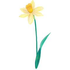 Narcissus. Yellow flower. Watercolor hand drawn illustration. Isolated on white background.