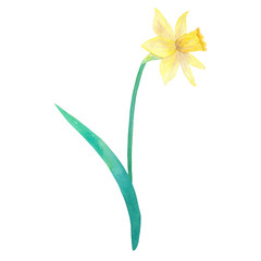 Fototapeta na wymiar Narcissus. Yellow flower. Watercolor hand drawn illustration. Isolated on white background.