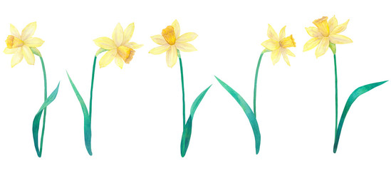 Daffodils or narcissus. Yellow flowers and leaves. Big collection. Watercolor hand drawn illustration. Isolated on white background.