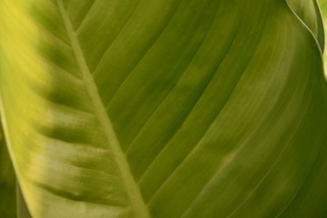  Natural green leaves created