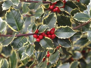 Ilex aquifolium 'aureomarginata' - Rameau de houx commun à feuilles panachées de blanc jaune...
