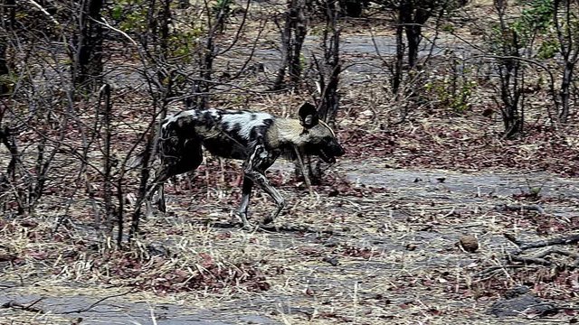 African Wild Dog, lycaon pictus, Moremi Reserve, Okavango Reserve in Botswana, Slow motion