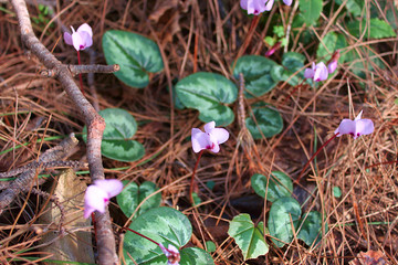 Pink Caucasian Cyclamen (Cyclamen abchasicum).