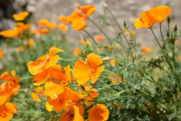 Fleur orange Escholtzia