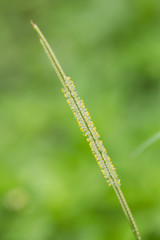 closeup of green grass