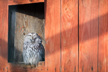 Beautiful gray owl on a wooden background. Wild animals. Birds.