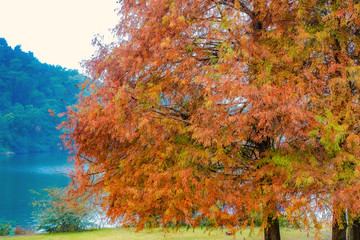 Deciduous Cypress at winter