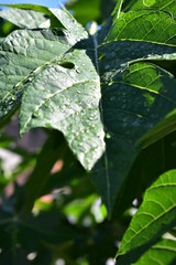 leaf with drops of water