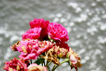 Mini rosas de jardim