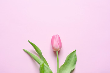 Pink tulip on the pink background. Flat lay, top view.