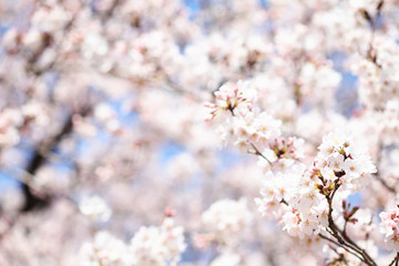 満開のソメイヨシノ　埼玉県　上尾市　日本
