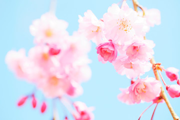 八重紅枝垂桜　クローズアップ　つぼみ　埼玉県　上尾市　日本