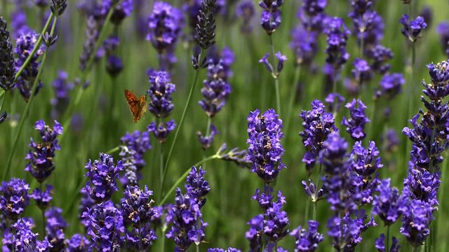 Gatekeeper Butterfly, pyronia tithonus, Sucking Nectar from Laverder Flowers, Normandy, Slow motion