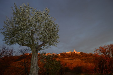 olive tree in slovenia (Goriška Brda) - obrazy, fototapety, plakaty