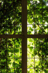 The window of an old farmhouse inside with grape leaves