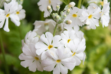 白いサクラソウ