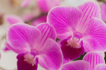 Obraz na płótnie Canvas retty Blooming Purple Orchid flower - Image.