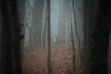 Obraz premium roe deer in a foggy forest