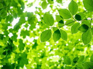 The branch of leaves in a forest