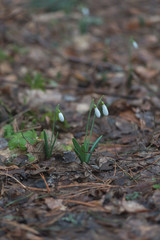 snowdrops in the forest in spring and winter