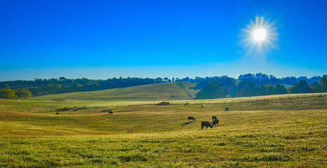 Grazing Cows at Sunrise